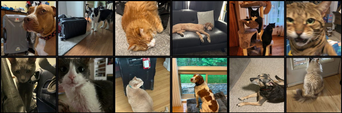 The Pets of HAPS
